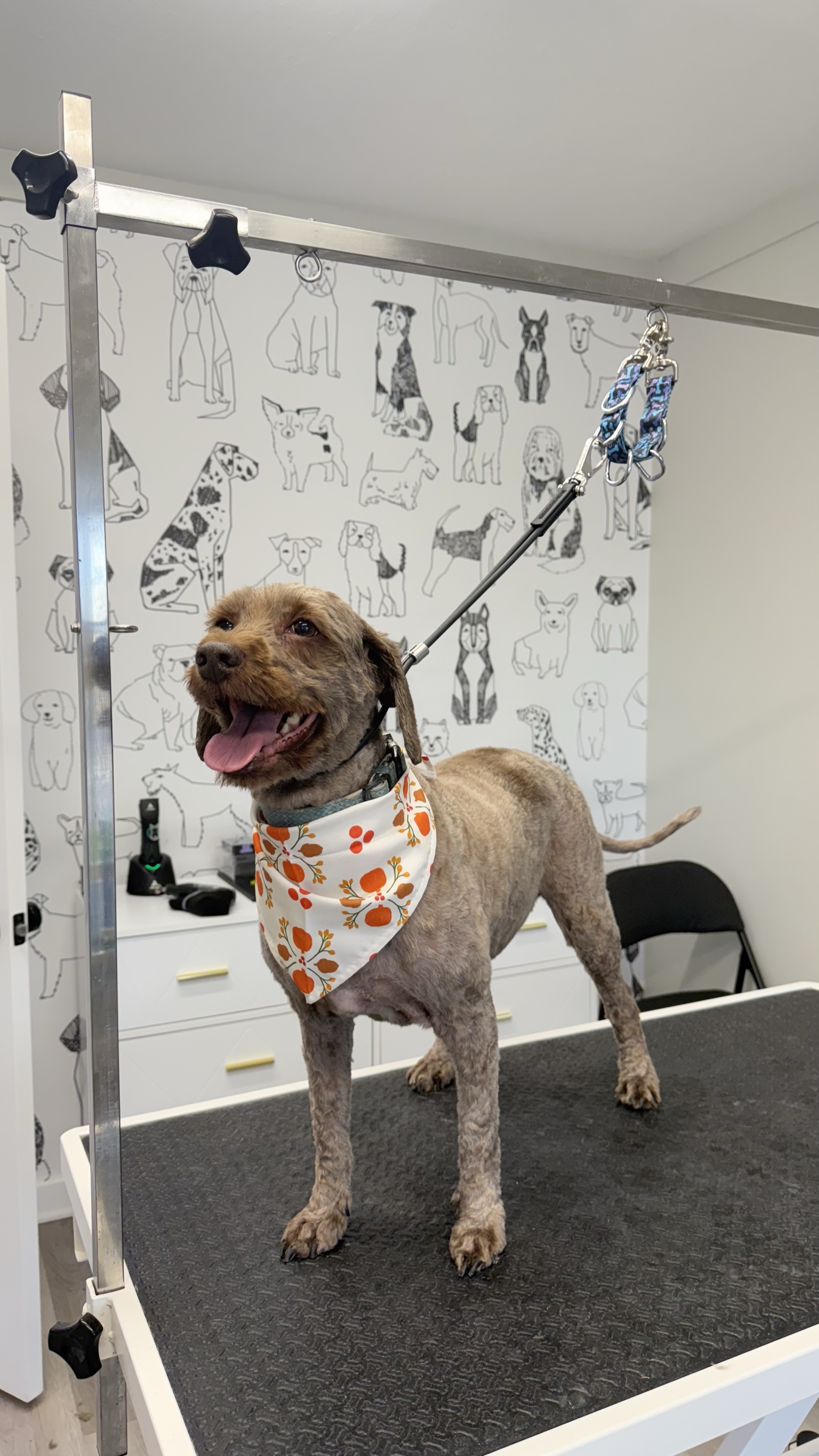 Terrier mix wearing an orange paw-print bandana at the grooming salon