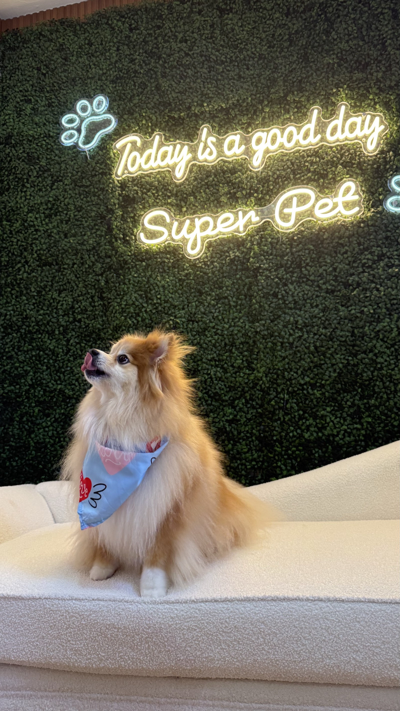 Freshly groomed Pomeranian wearing a blue bandana at Super Pet