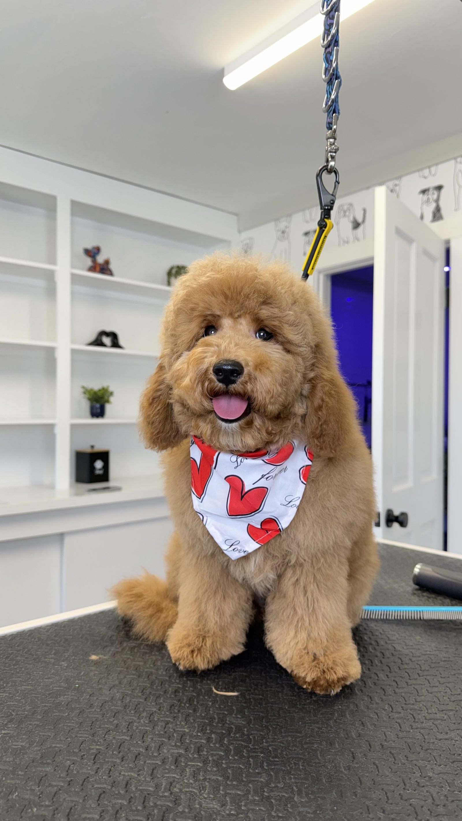 Goldendoodle with a heart-pattern bandana after a full groom at Super Pet