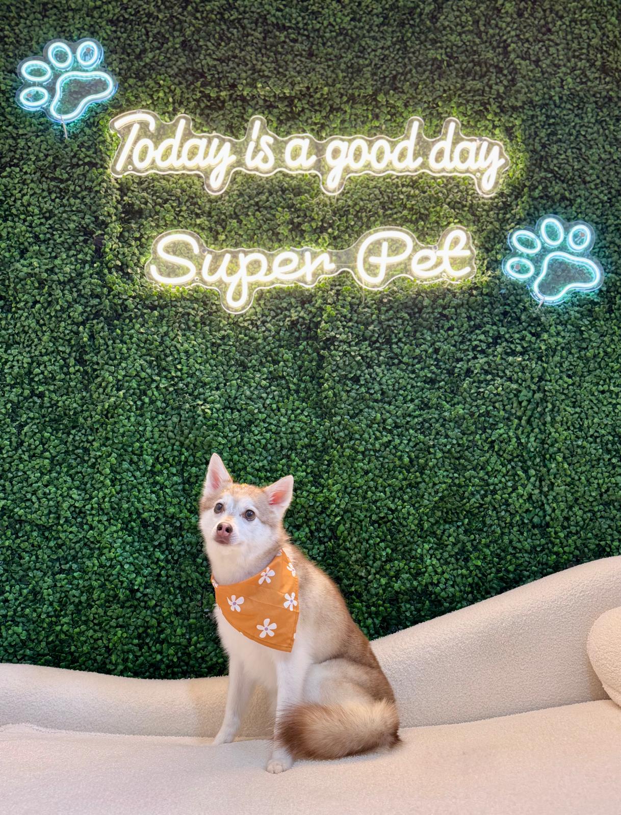 Husky puppy with a floral bandana in front of the Super Pet neon sign