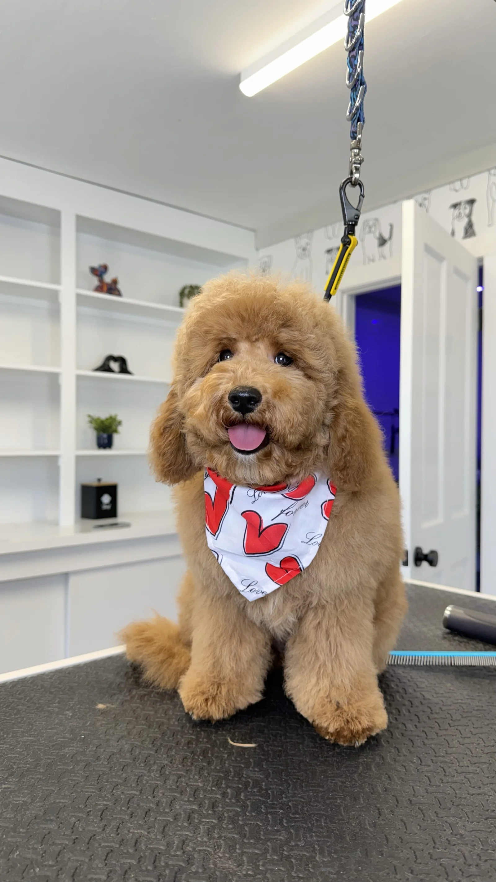 Goldendoodle with a heart-pattern bandana after a full groom at Super Pet in East Falmouth, MA