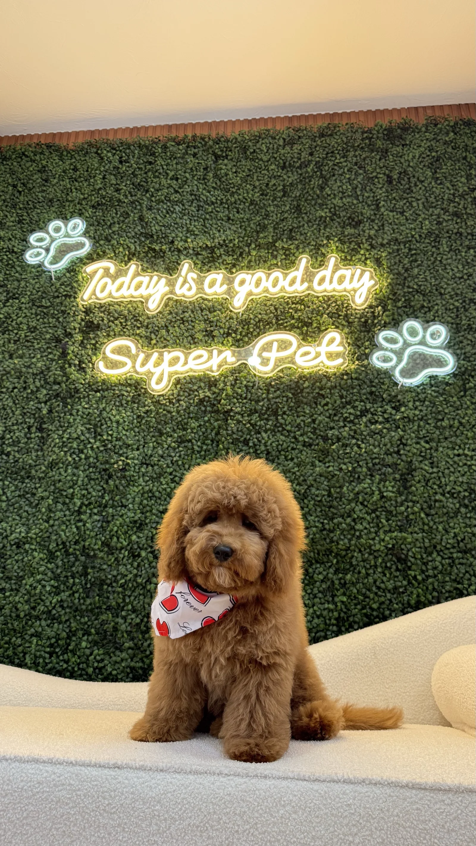 Goldendoodle with a red heart bandana in front of the Super Pet neon sign in Falmouth, MA