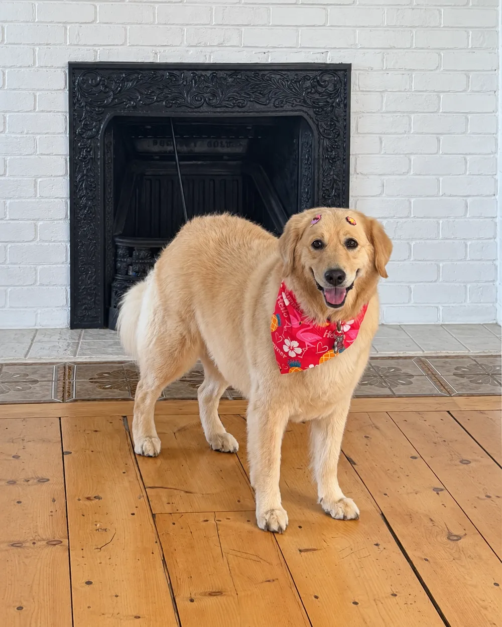 Golden Retriever with a red summer bandana after a bath and brush-out by Super Pet in Falmouth, MA