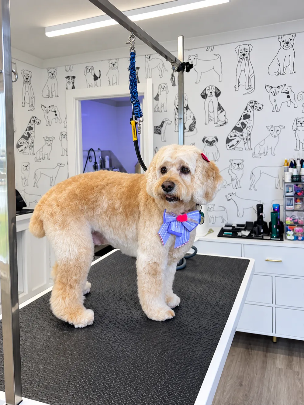 Goldendoodle with a teddy bear cut and blue bow on the grooming table at Super Pet in East Falmouth, MA