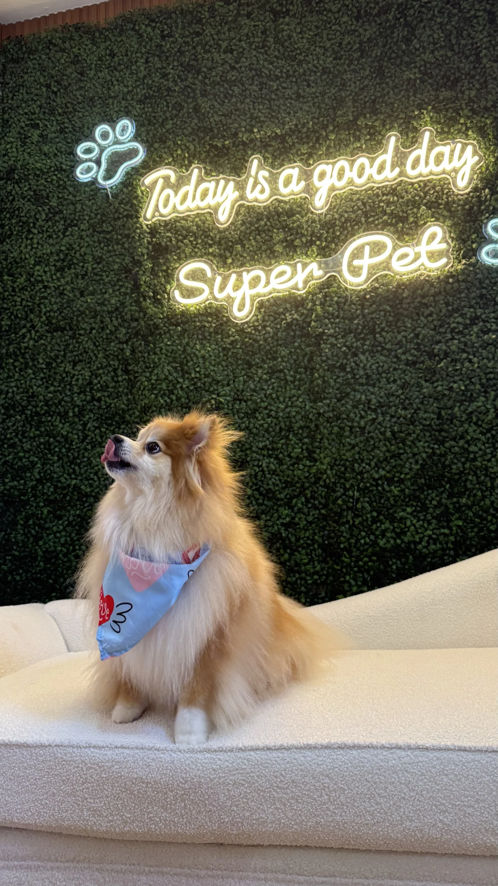 Freshly groomed Pomeranian wearing a blue bandana at Super Pet Grooming Salon